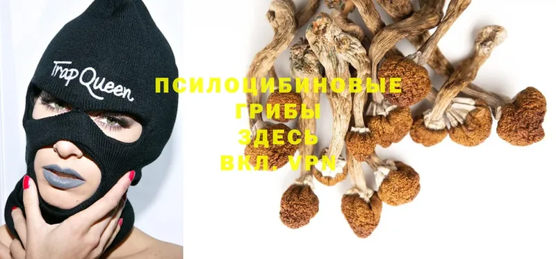 Псилоцибиновые грибы Psilocybine cubensis  Змеиногорск 